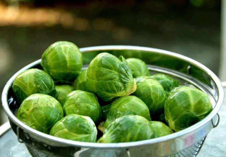 تصویر 5 از خرید کلم بروکس + فروش صادراتی